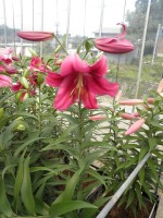 [1761 Fujian Mak No02.JPG]